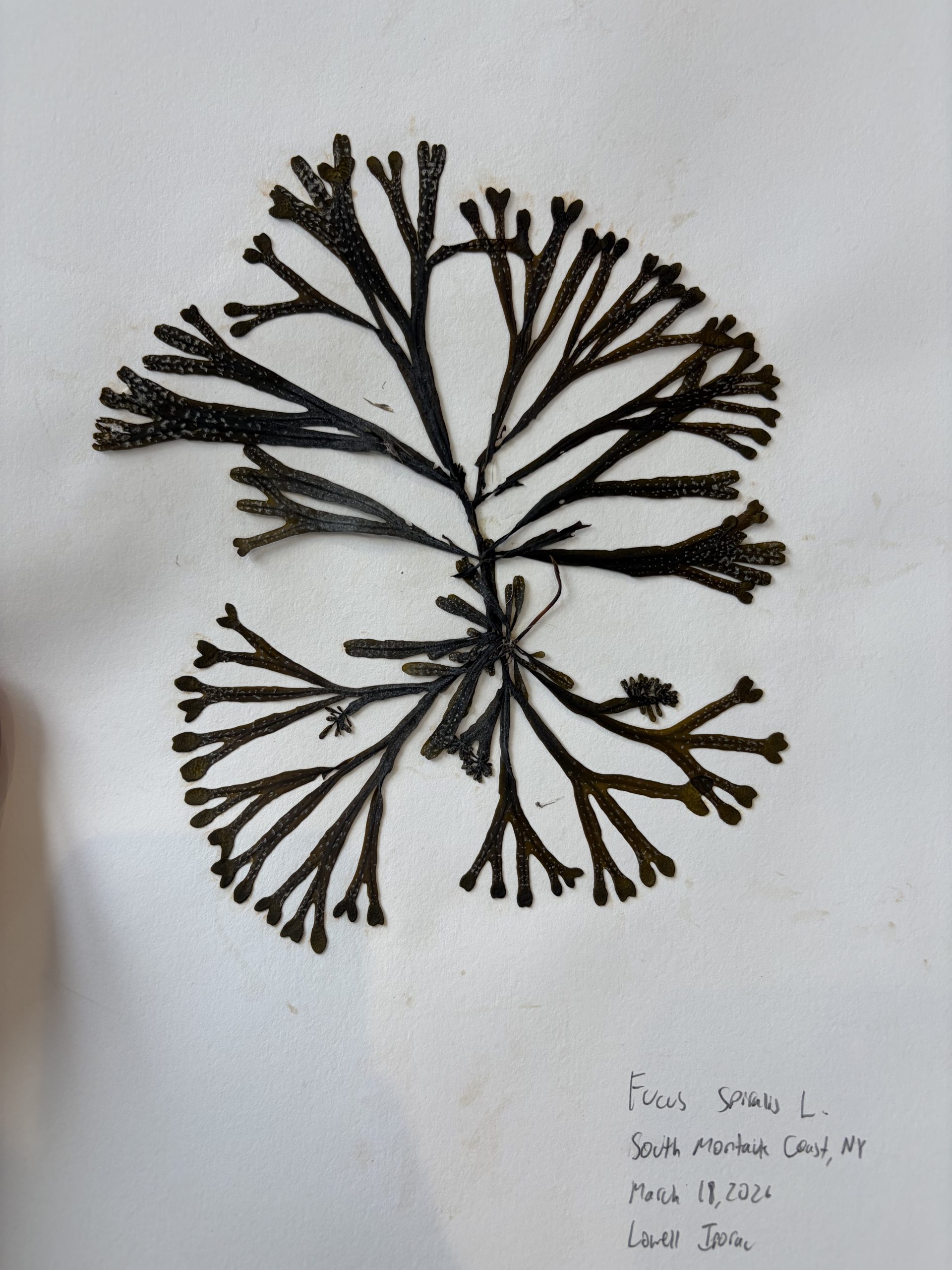 Rockin’ with Rockweed: Exploring Local Biodiversity at Hunters Point Park